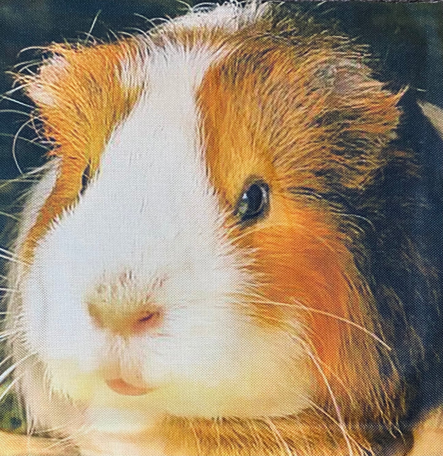 Guinea pig pillow case