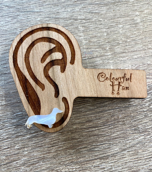 Mini Dachshund Studs