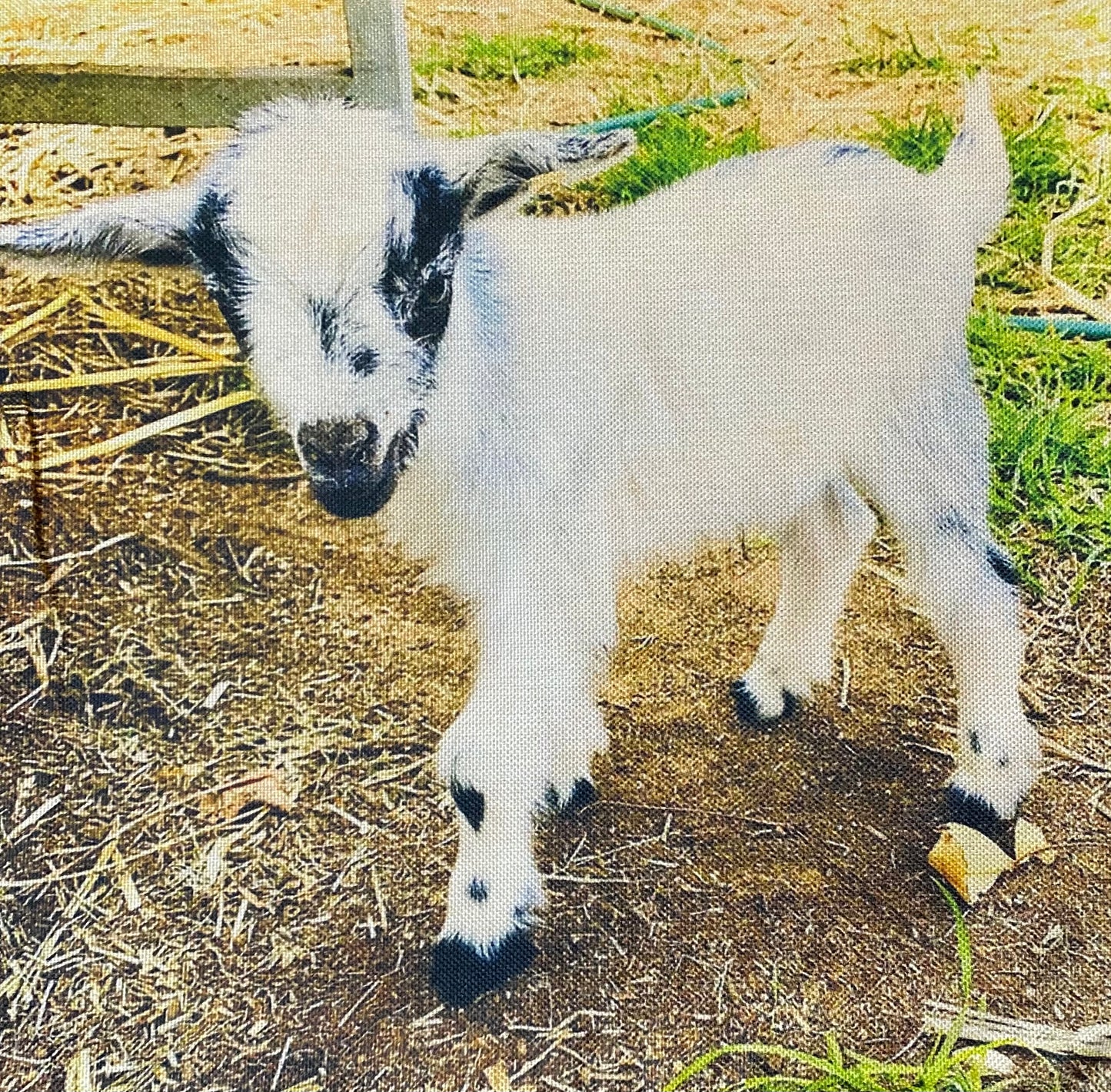 Goat pillow case