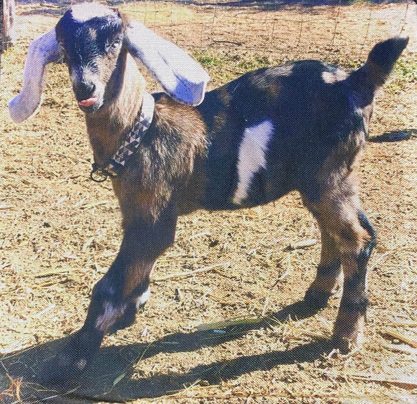 Goat pillow case