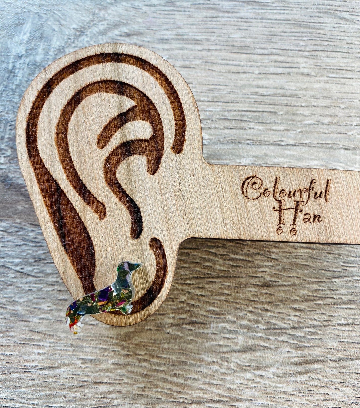 Mini Dachshund Studs