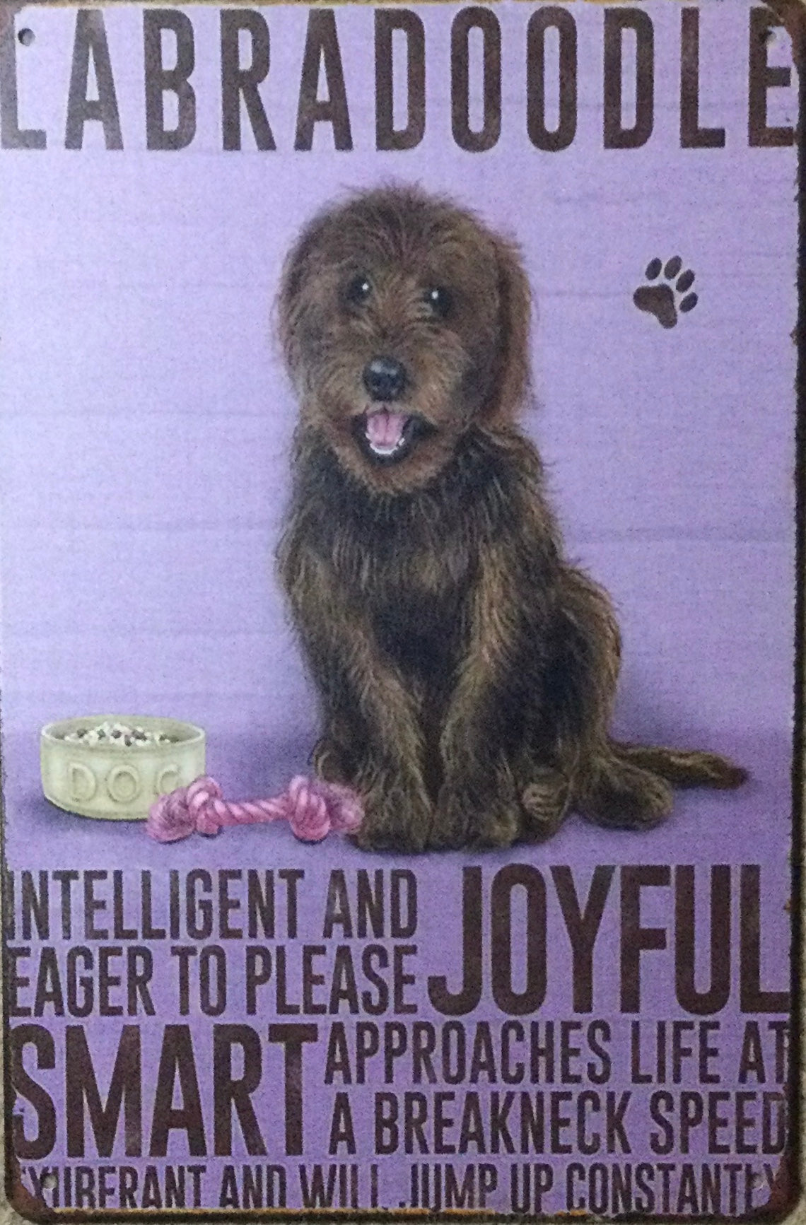 Labradoodle