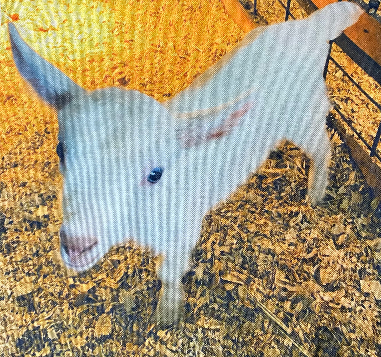 Goat pillow case