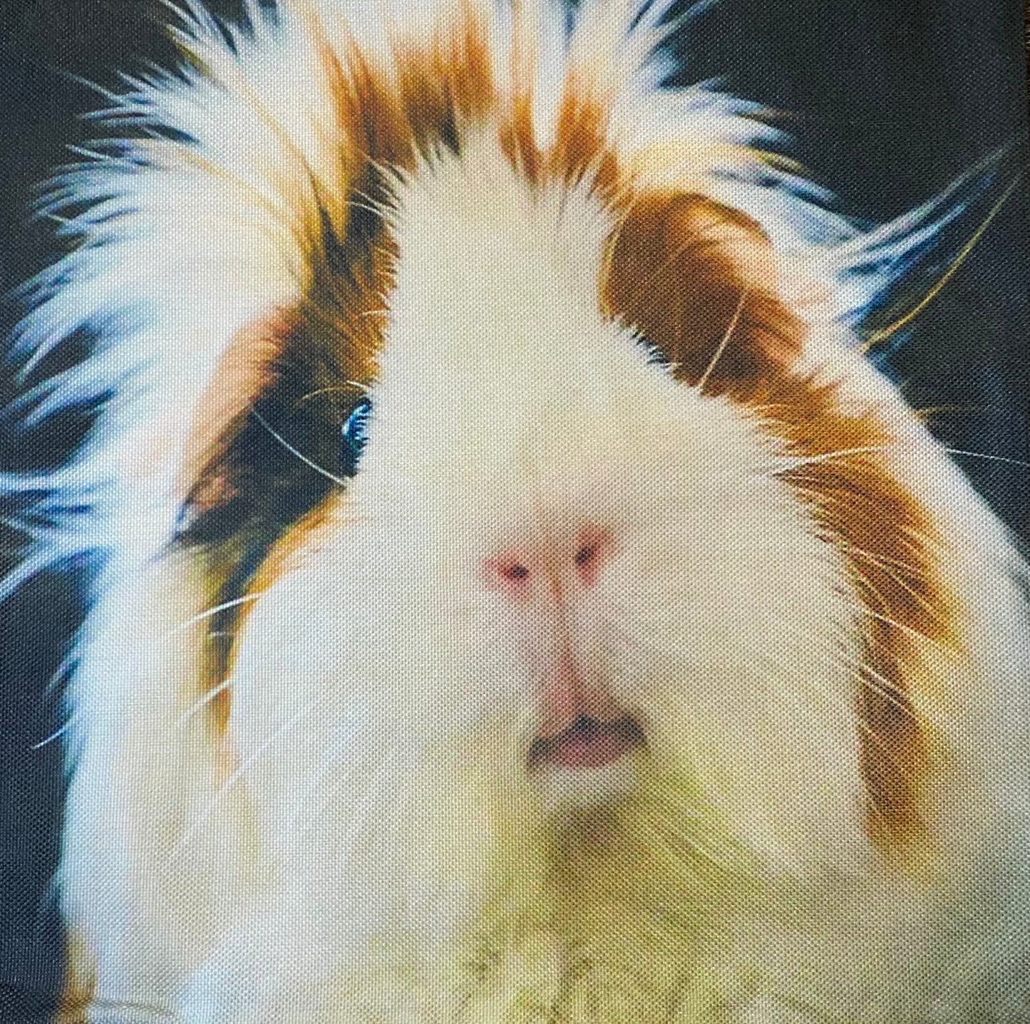Guinea pig pillow case