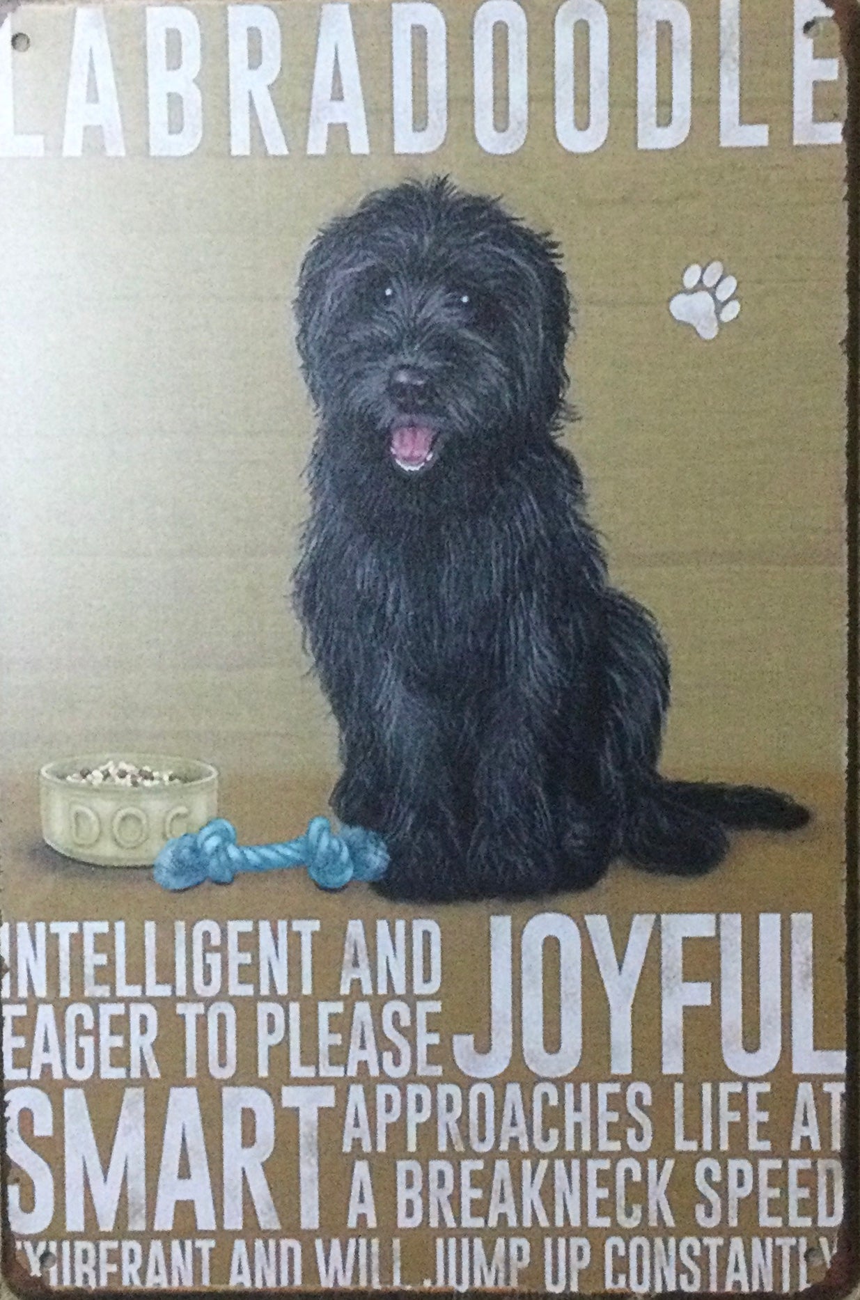 Labradoodle