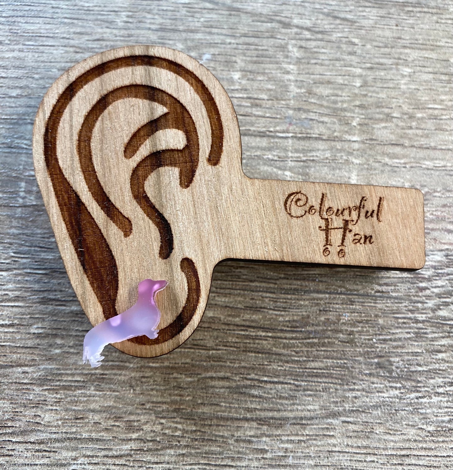 Mini Dachshund Studs