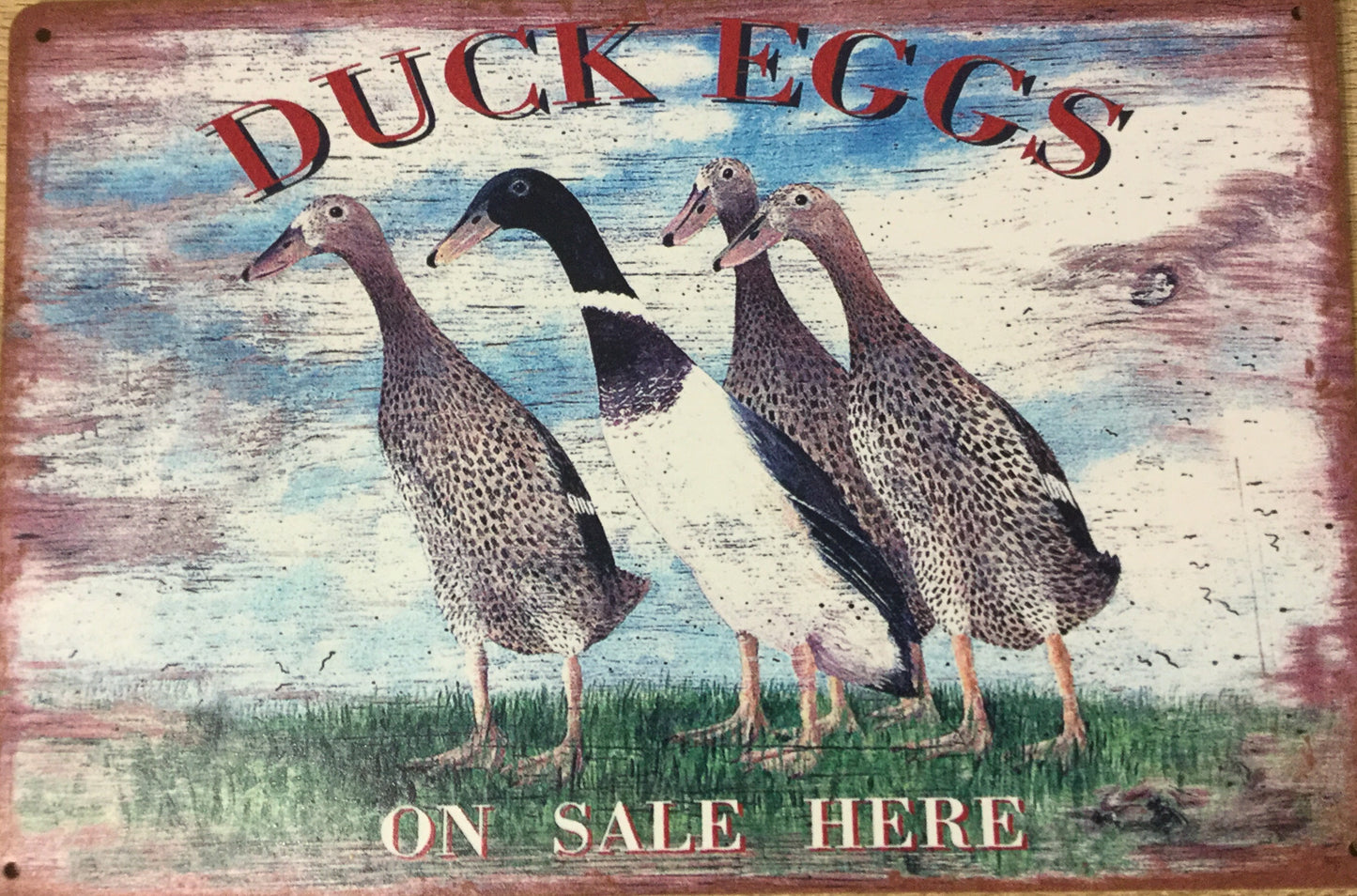 Duck Eggs On Sale Here (Indian Runners)