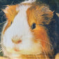 Guinea pig pillow case