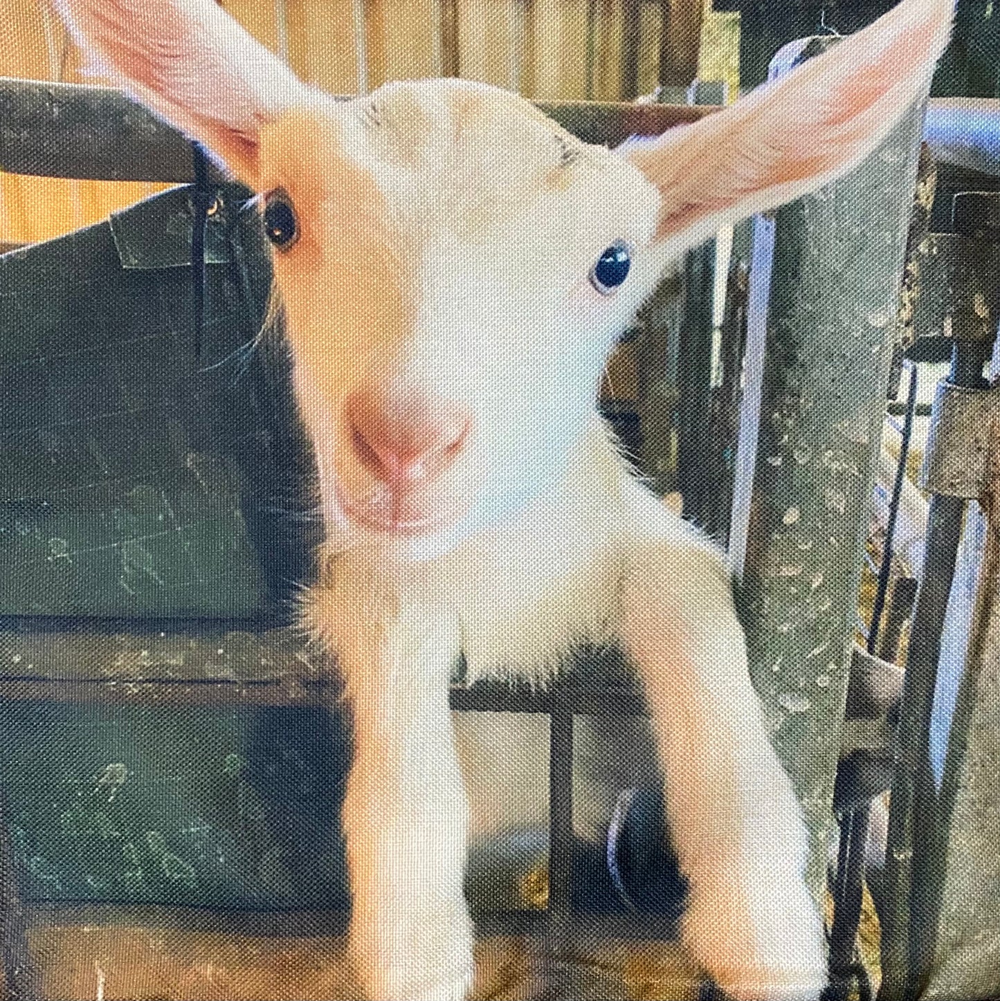 Goat pillow case