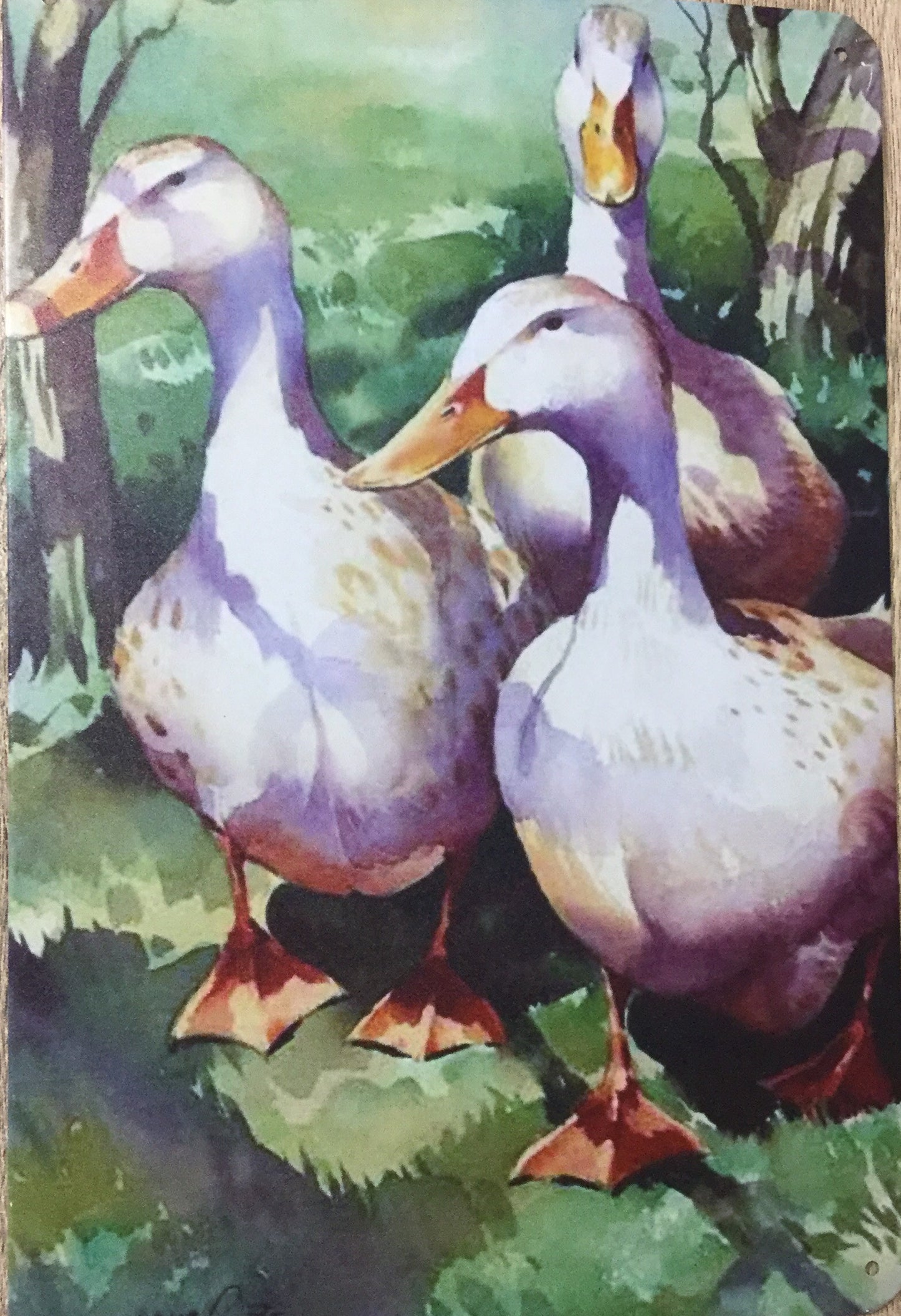 Silver Appleyard Duck drawing