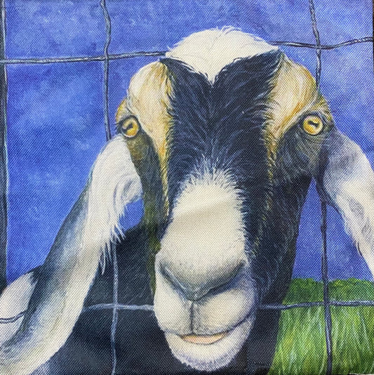 Goat pillow case