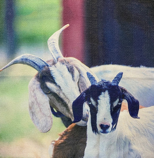Goat pillow case