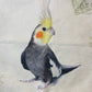 Bird pillow case