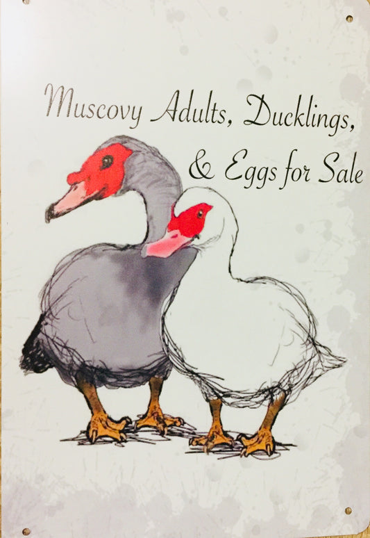 Muscovy Adults