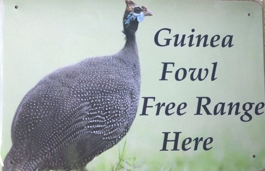 Guinea Fowl Free Range Here