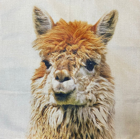 Alpaca pillow case