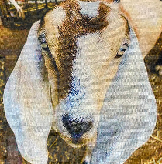 Goat pillow case