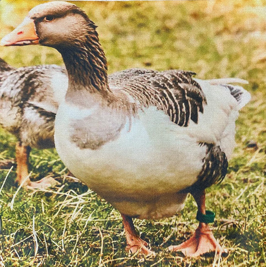 Geese pillow case